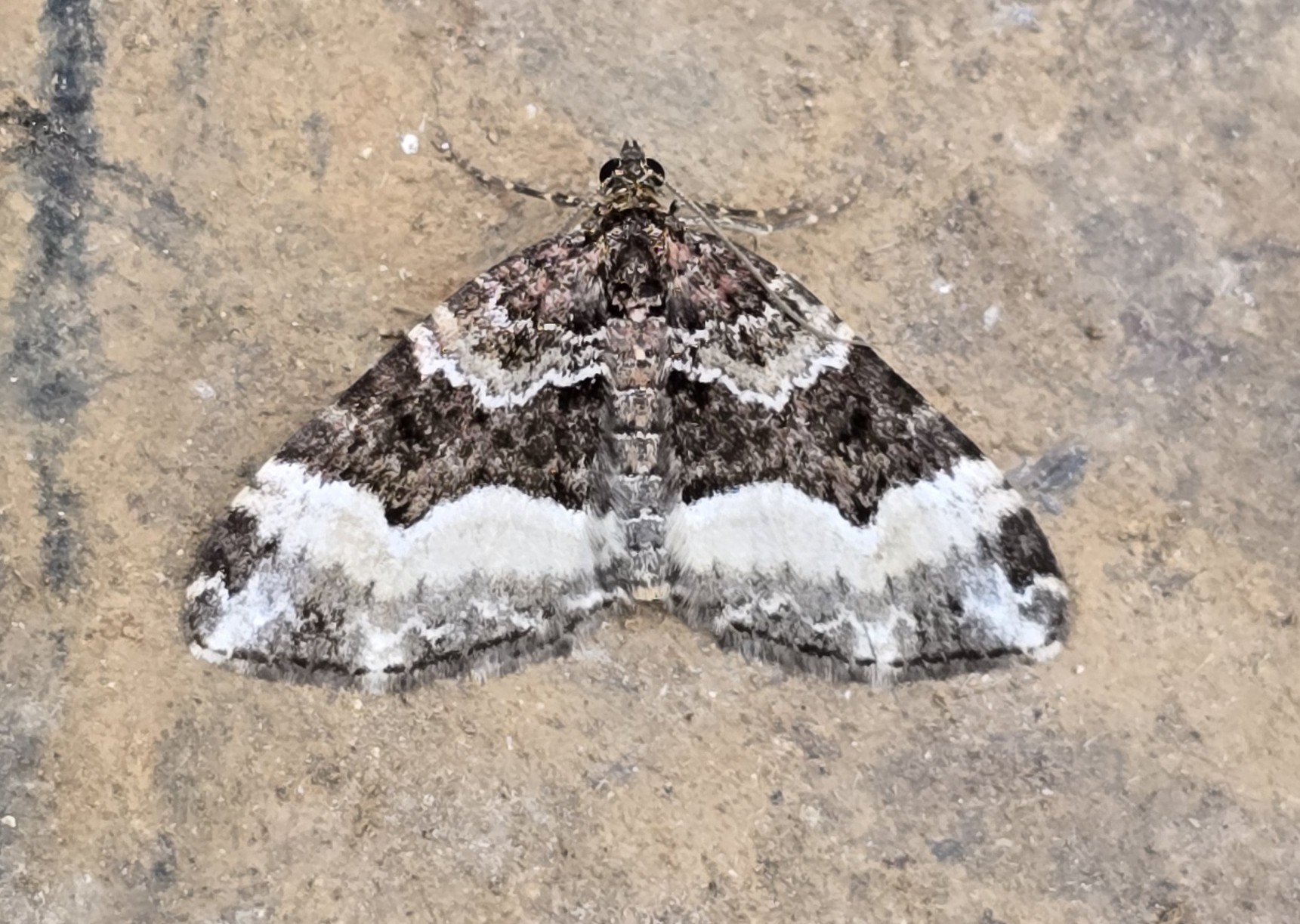 Photo of Sharp-angled Carpet (Euphyia unangulata)